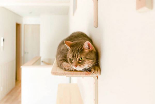 Необычный жилой дом в Японии, спроектированный для одиноких жильцов с кошками (15 фото)