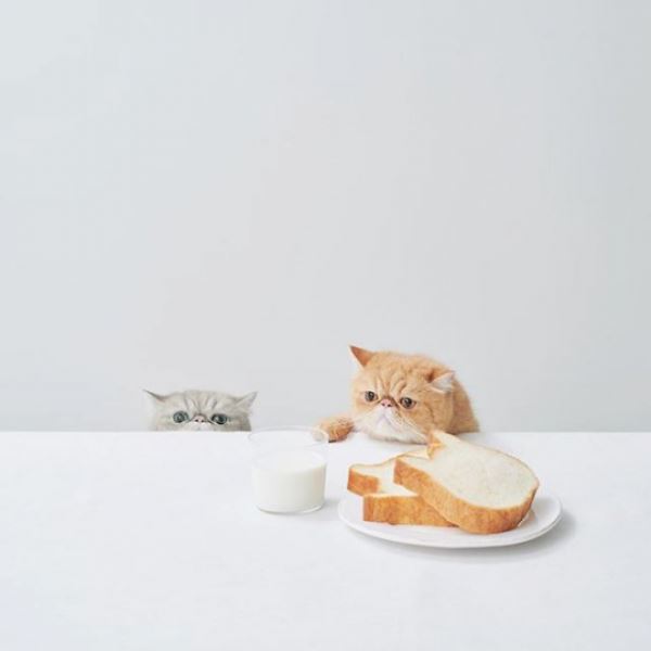 В японской булочной пекут хлеб в форме кошек (10 фото)