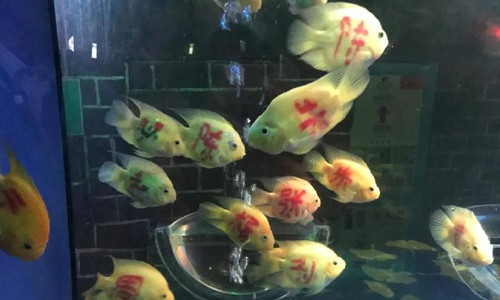 Океанариум в Китае подвергся жёсткой критике за то, что краской написал популярные фамилии на живых рыбках