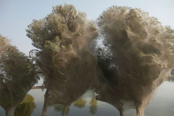 Спасавшиеся от наводнения пауки превратили деревья в футуристические коконы (12 фото)