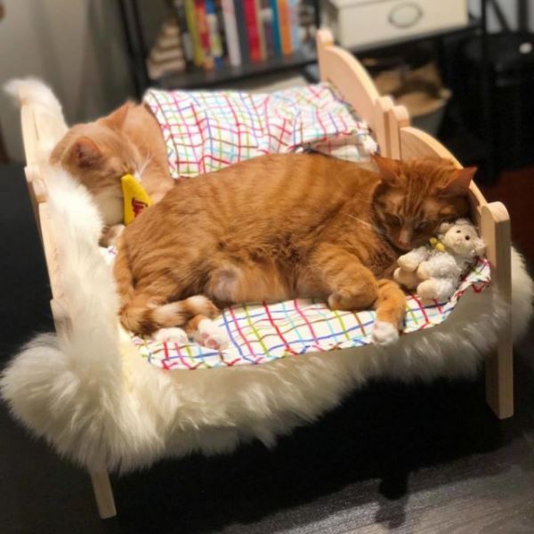 Кукольные кровати от IKEA идеально подходят для кошек (28 фото)