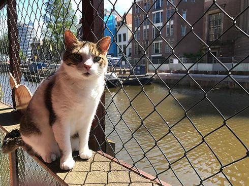 Этот плавучий кошачий приют ─ лучшая скрытая достопримечательность Амстердама (10 фото)