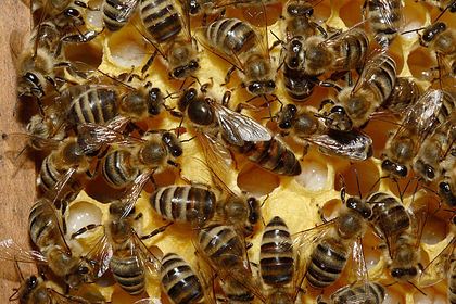 Загадочное массовое исчезновение пчел объяснили
