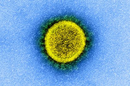 Ученые выявили самые уязвимые для коронавируса клетки человека
