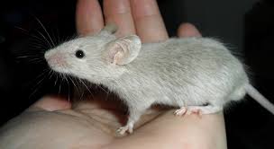 В России создадут мышей, чувствительных к коронавирусу