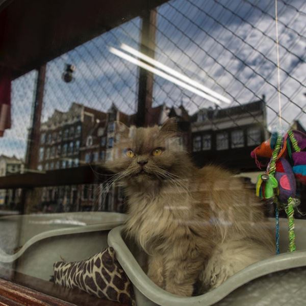Этот плавучий кошачий приют ─ лучшая скрытая достопримечательность Амстердама (10 фото)