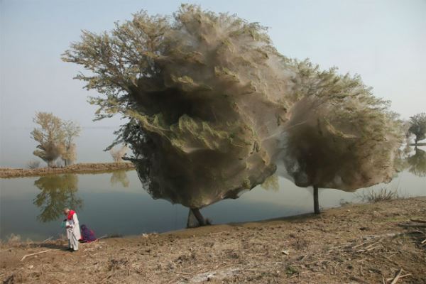 Спасавшиеся от наводнения пауки превратили деревья в футуристические коконы (12 фото)