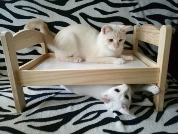 Кукольные кровати от IKEA идеально подходят для кошек (28 фото)