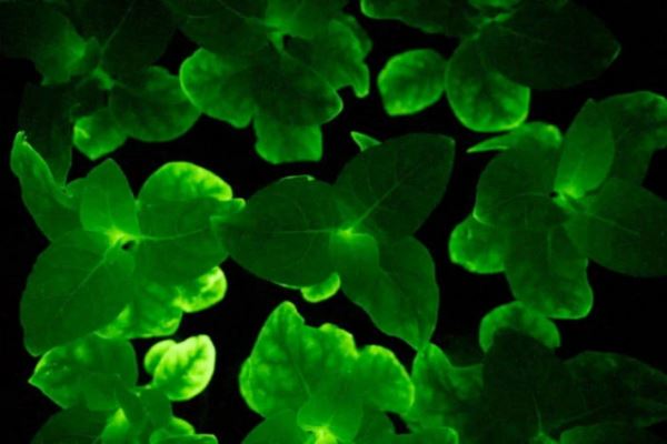 Учёные создали биолюминесцентные растения, которые напоминают джунгли из "Аватара" (3 фото + видео)