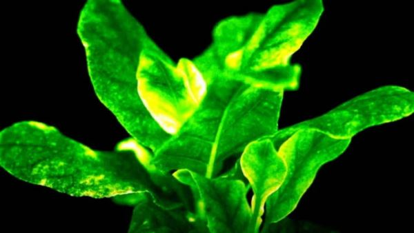 Учёные создали биолюминесцентные растения, которые напоминают джунгли из "Аватара" (3 фото + видео)